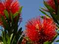 Bottlebrush 3